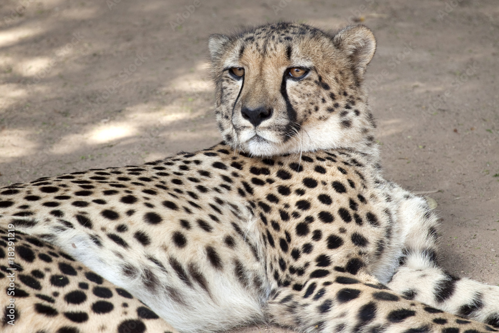 Cheetah Cheetah