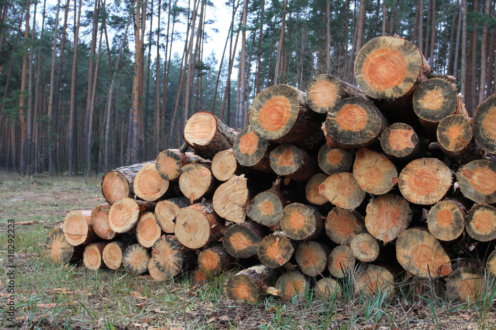 Pile of fire wood logs