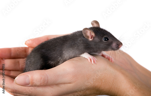 rat in hands