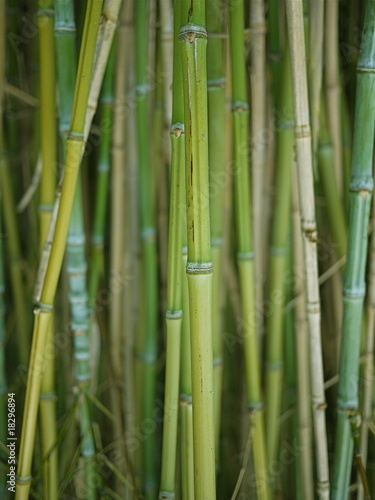 Fototapeta Naklejka Na Ścianę i Meble -  bambous