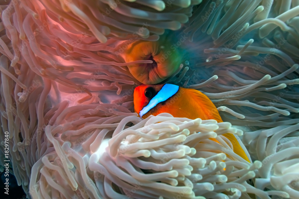 Clownfish