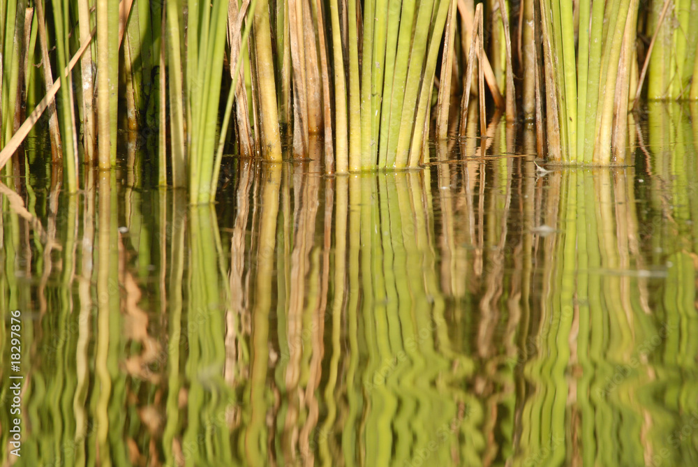 Reflejos en el agua Reflejos en el agua