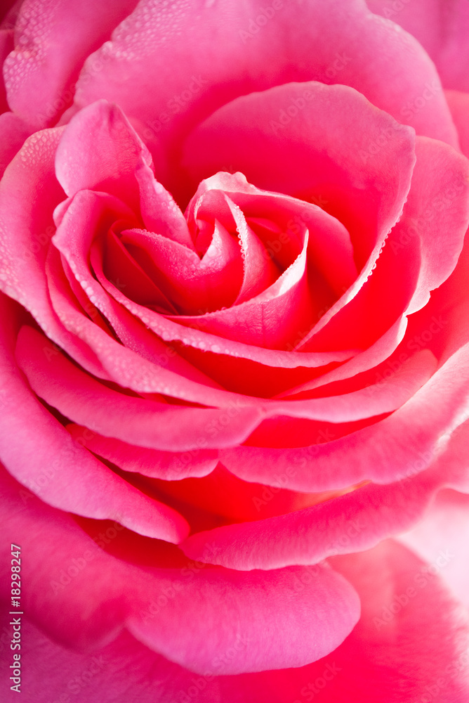 pink rose flower pink rose flower