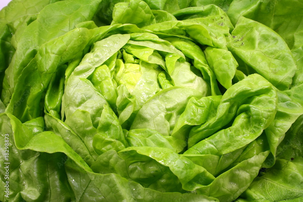 Kopfsalat Kopfsalat