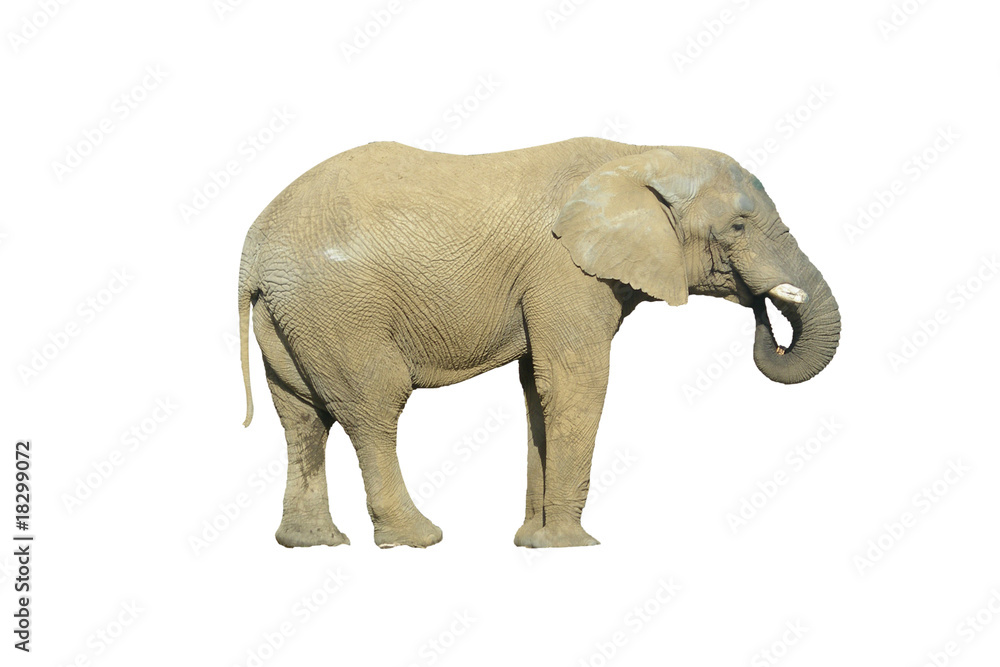 Obraz premium éléphant, détouré, isolé