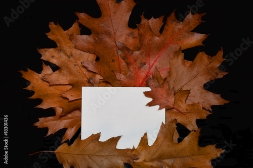 Fall leaves with card
