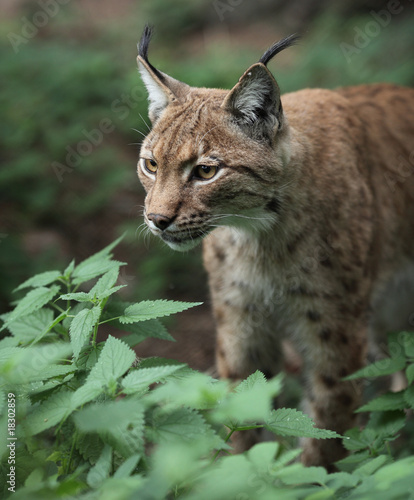 Close-up portrait of an Eurasian Lynx (Lynx lynx). © lightpoet