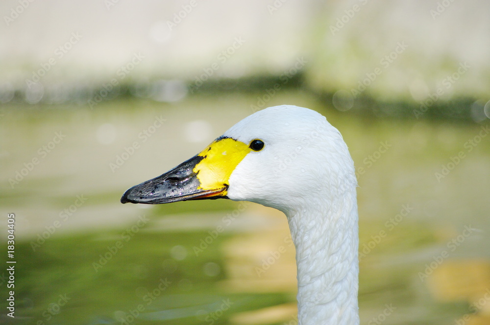 Obraz premium 白鳥ジュニア