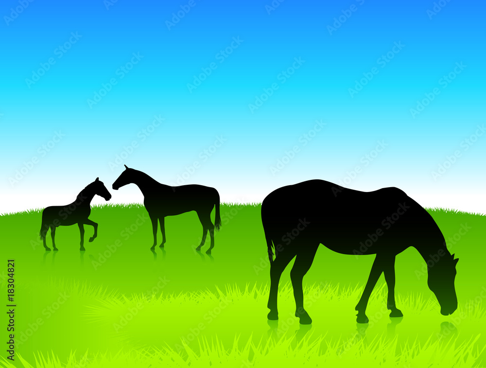 Horses in the green field with blue sky background