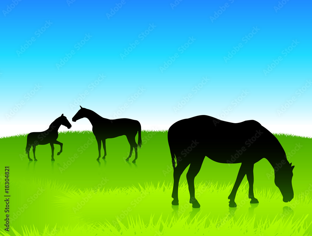 Horses in the green field with blue sky background Horses in the green field with blue sky background