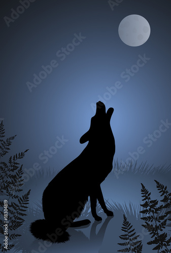 Wild wolf / coyote howling at the full moon