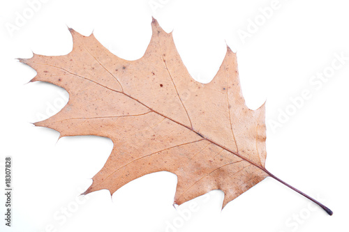 Autumn yellow leaf isolated on white background