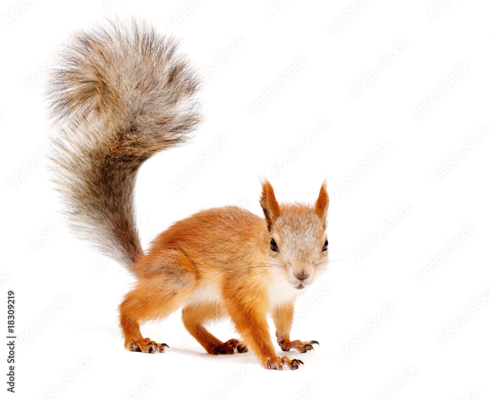 squirrel squirrel