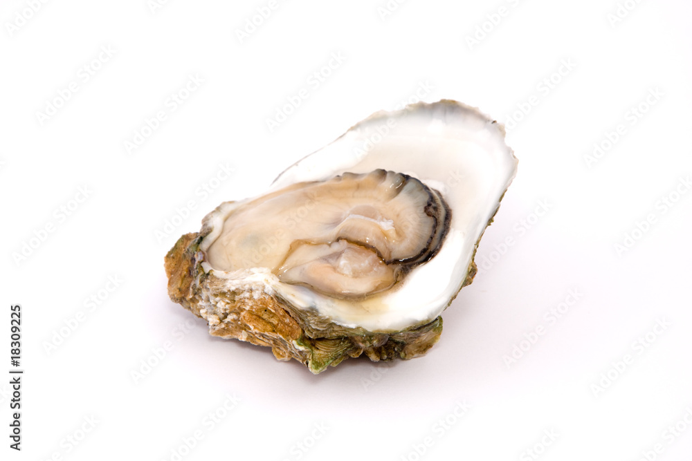 Oyster on a white background
