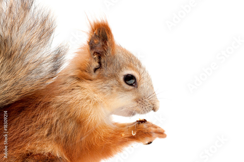 squirrel in profile