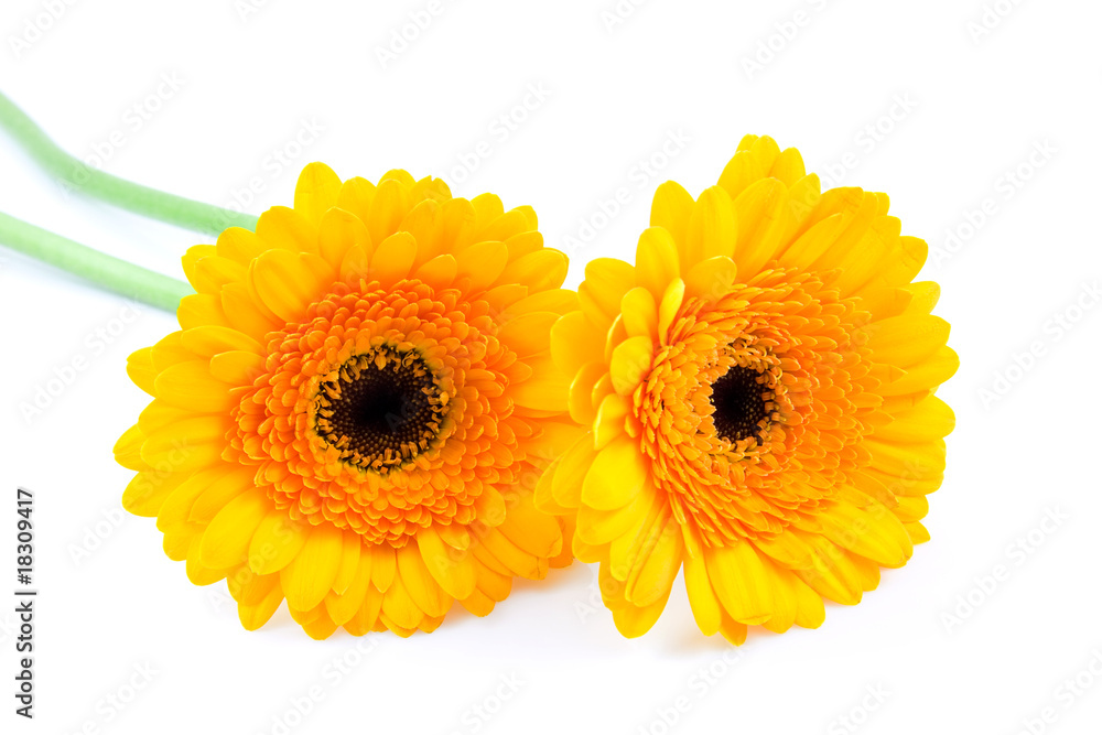 Two yellow Gerber flowers over white background Two yellow Gerber flowers over white background