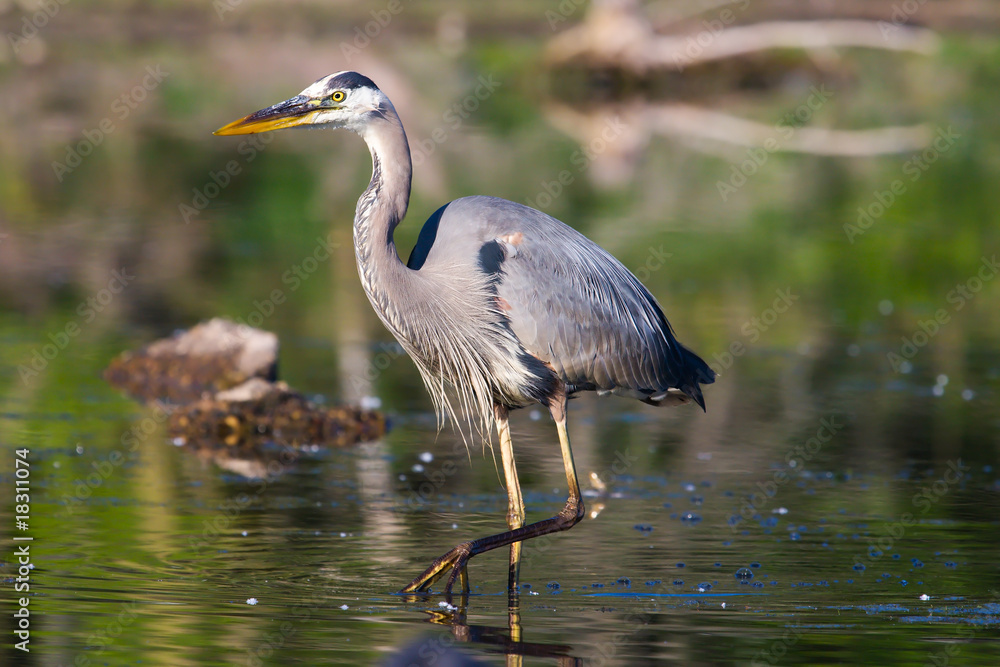 Great Blue Heron Fishing Great Blue Heron Fishing