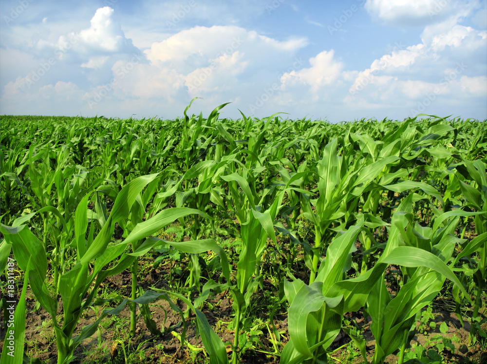 Fototapeta premium young corn plants in the spring