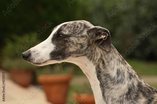 portrait de profil d'un lévrier whippet attentif