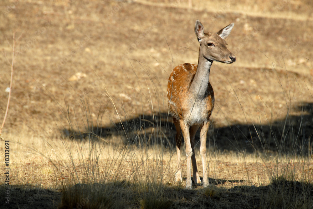 Gamo hembra en la dehesa Gamo hembra en la dehesa