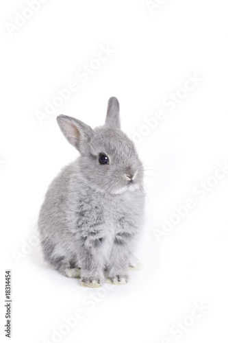 Grey dwarf baby bunny