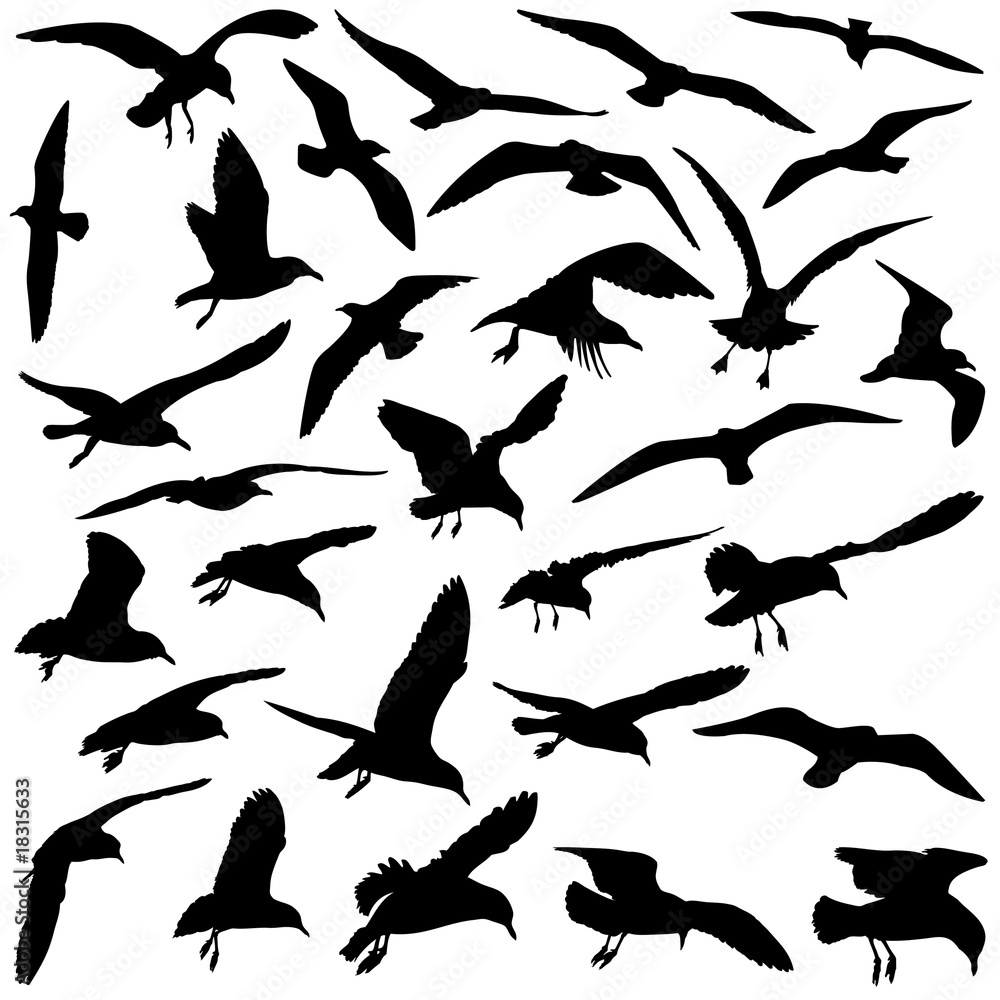 Birds Birds