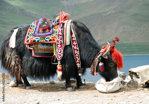 Fotografia yack tibet