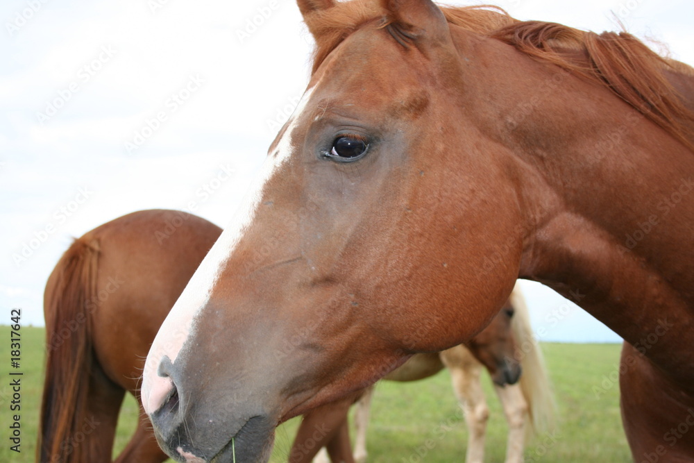 Fototapeta premium Pferd