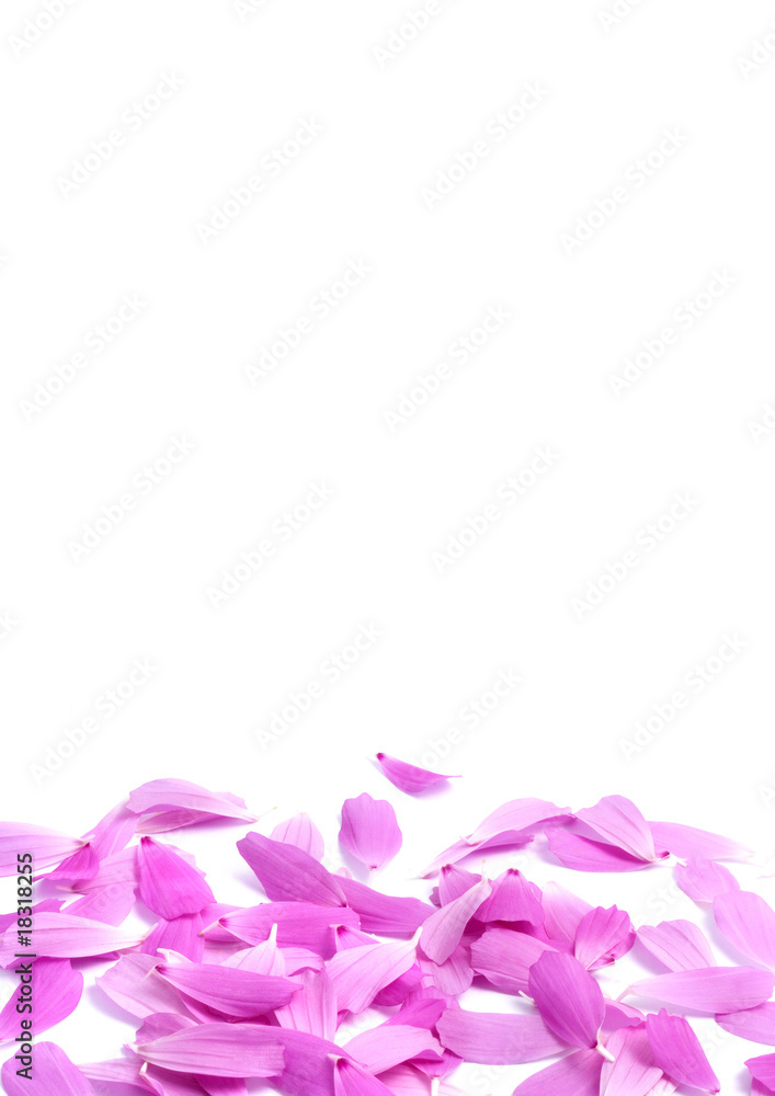 Fototapeta premium Petals of flowers isolated on white background