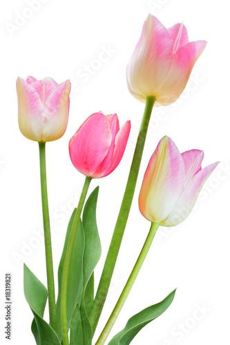 Fototapeta Naklejka Na Ścianę i Meble -  Pink Tulips