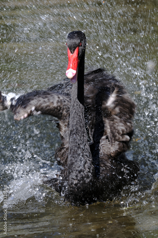 Fototapeta premium black swan, cygnus atratus