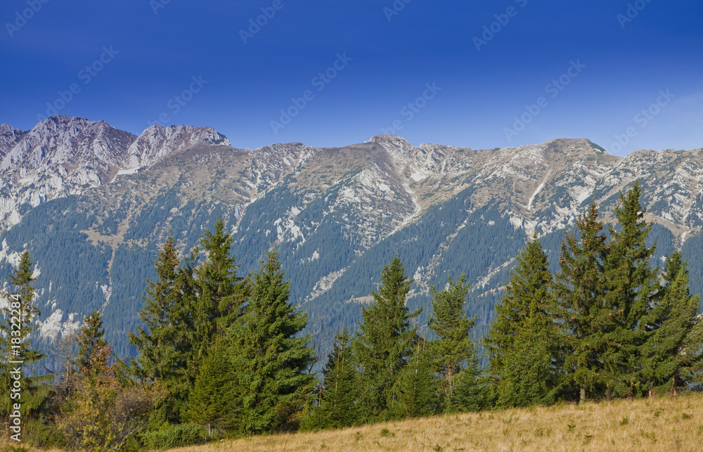 Autumn scenery in the mountains and pine trees