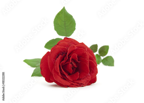 Beautiful red rose with leaves on a white background