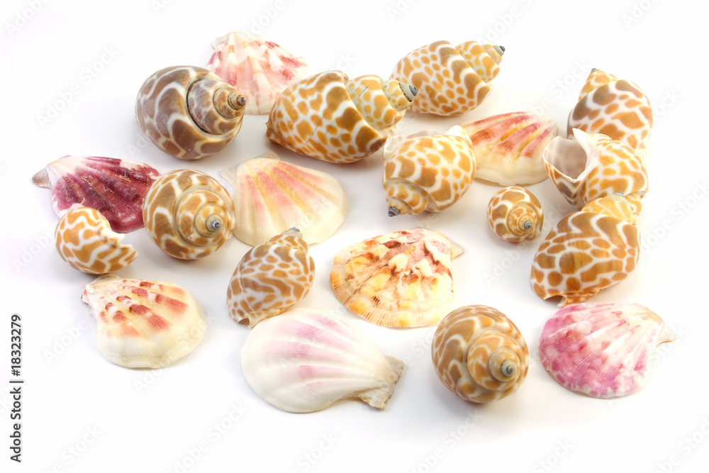 shells on a white background shells on a white background
