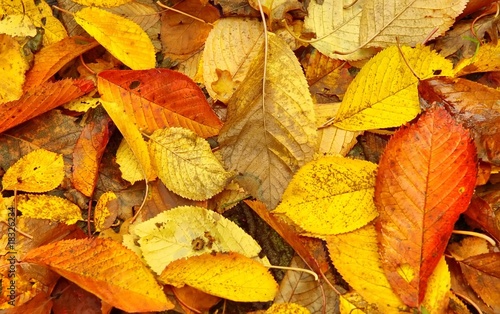 feuilles mortes et couleurs d'automne