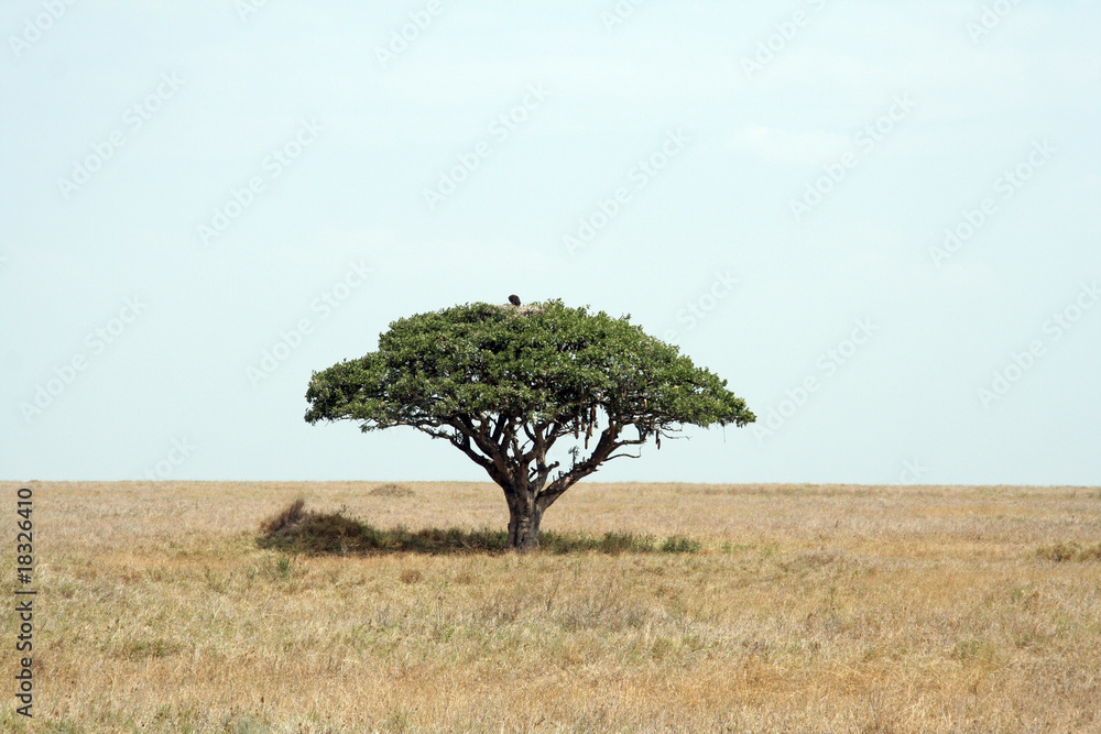 Obraz premium Leberwurstbaum mit Adler im Nest