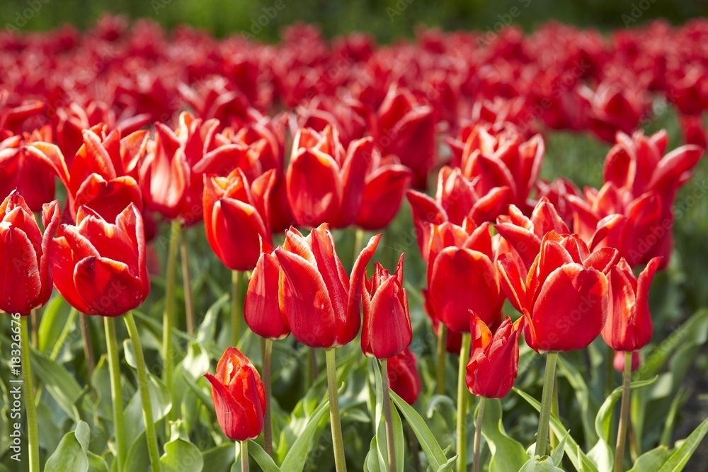 Fototapeta premium Tulpe rot 01