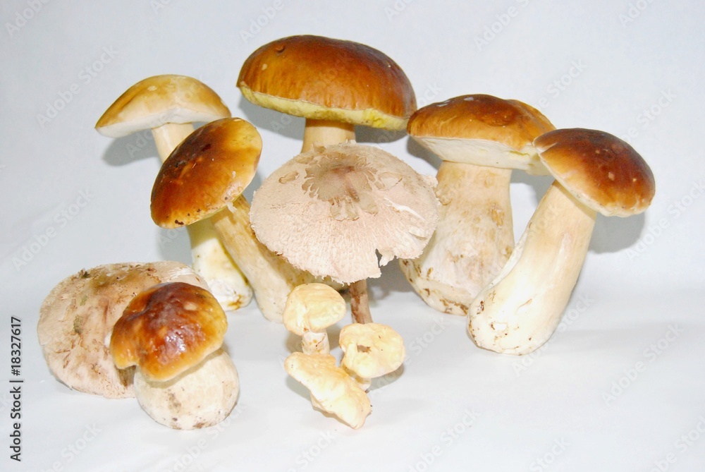champignons champignons