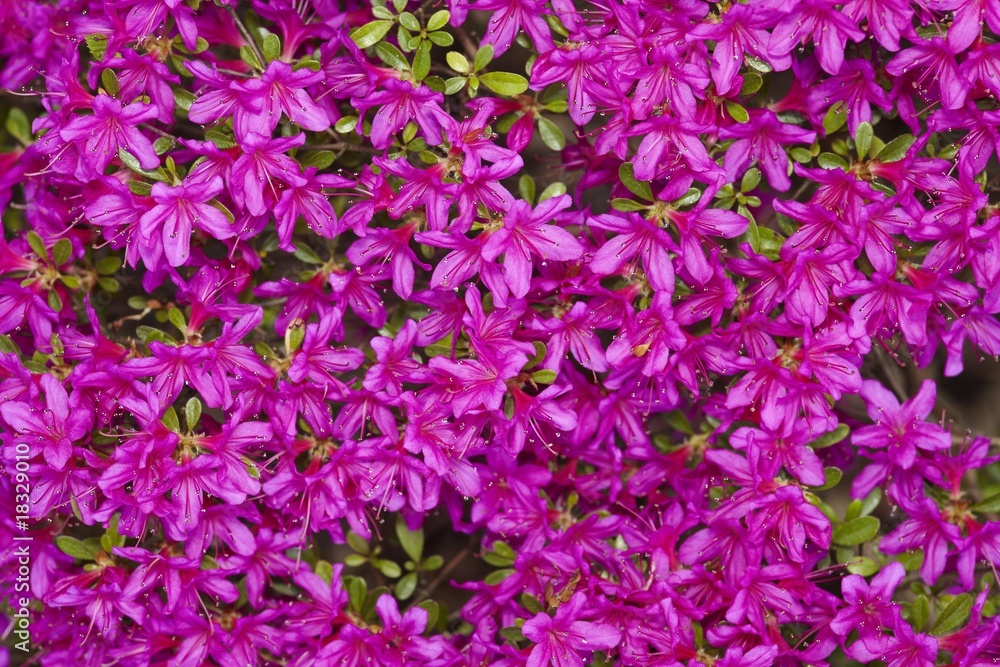 Fototapeta premium Rhododendron 02
