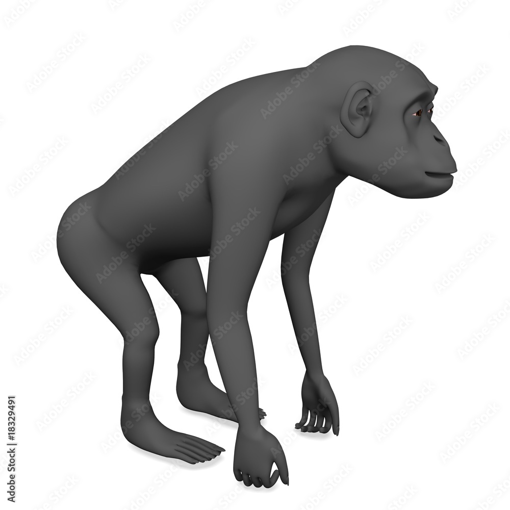 Obraz premium chimpanzee