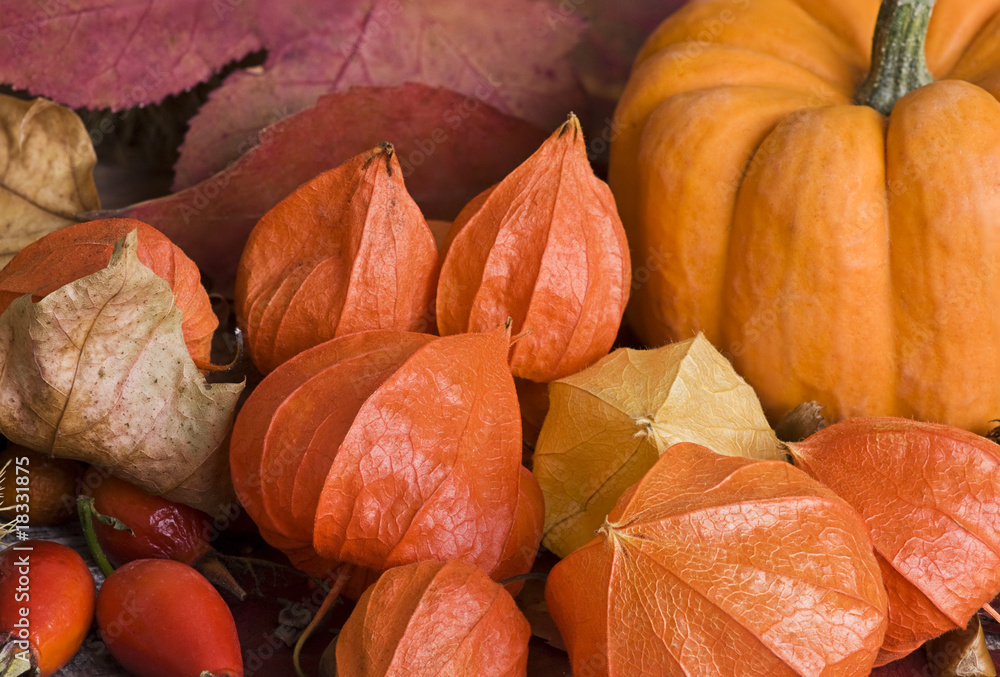 Herbst Stilleben Herbst Stilleben