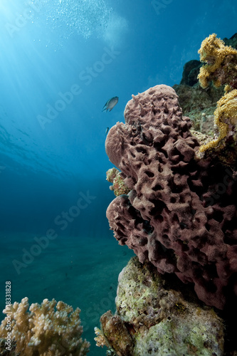 ocean and prickly tube sponge