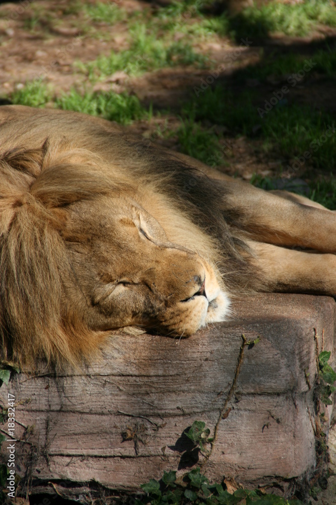 Obraz premium Lion