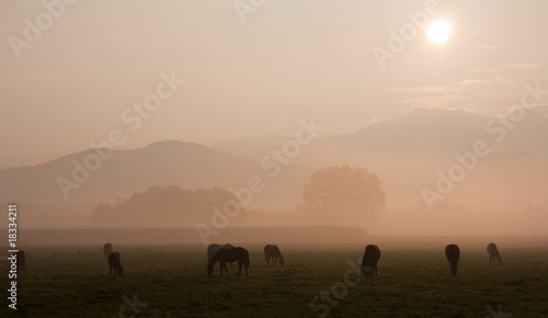 Pferde im Nebel bei Sonnenaufgang