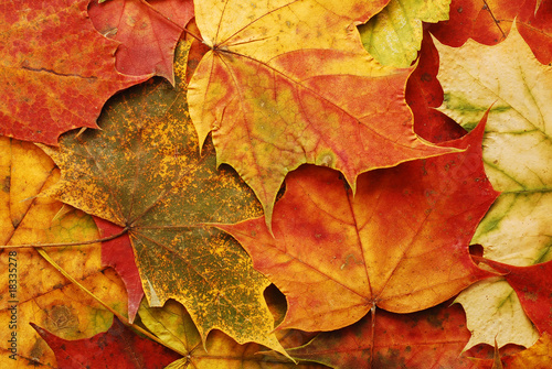 Wallpaper Mural autumn leaves background Torontodigital.ca
