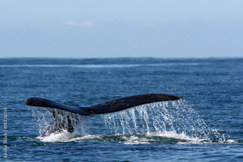 Obraz premium Queue de baleine