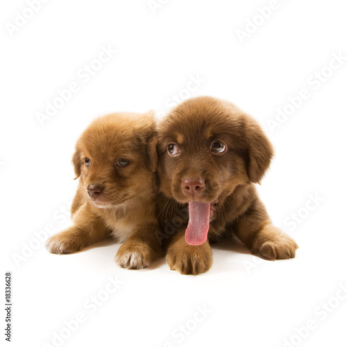 Fototapeta Naklejka Na Ścianę i Meble -  Puppies