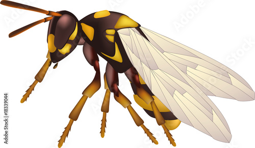 yellow wasp