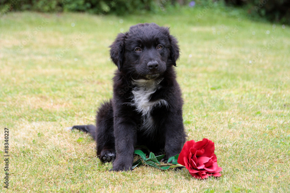 Fototapeta premium Aussie-Welpe mit Rose