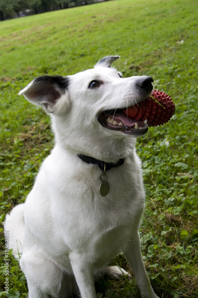 Bright eyed white dog with red toy